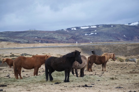 Icelandic horses